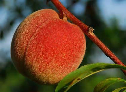 Peach "No Bake" Cheesecake
